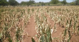 Building Agricultural Resilience in a Changing Climate: Strategies to Safeguard Crop Production Amidst Extreme Weather Events