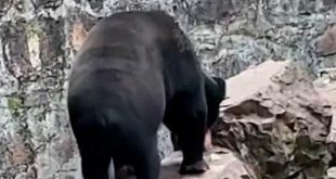Chinese zoo denies its sun bears are humans dressed in costumes (photos)