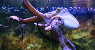 Did you know that octopuses have blue blood? Here are all the facts