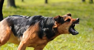 Dogs injure mother and kill her baby in Osun