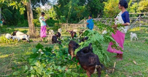 Empowering Women in Assam: Livestock Farming Brings Economic Relief Post-COVID