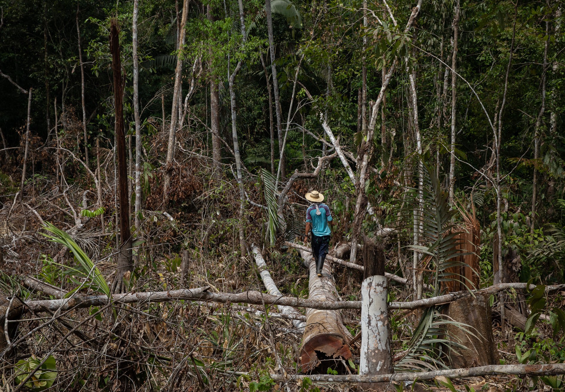 The secret to Colombia’s drop in deforestation? Armed groups