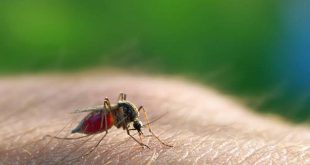 These are 5 reasons you're more attractive to bloodsucking mosquitoes