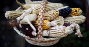 US escalates trade dispute with Mexico over genetically modified corn