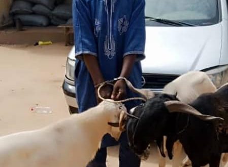 Man arrested with three stolen rams in Jigawa