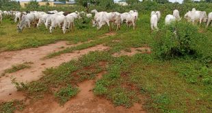 Plateau state police command rescues 77 stolen cows