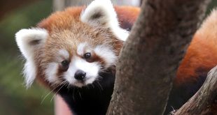The untold story of why red pandas are disappearing