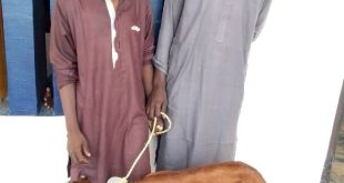 Two goat thieves arrested in Jigawa