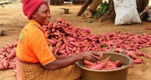 Why Root Crops Are the Future of Food Security in Africa
