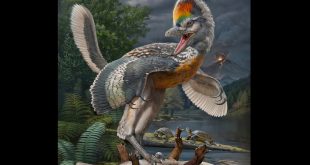 ‘Bizarre’ long-legged bird-like dinosaur has scientists enthralled in China