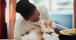 5 reasons you should consider getting a cat as pet