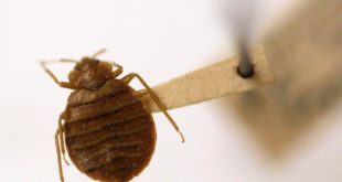 Can Paris outrun bedbugs before the 2024 Olympic Games?
