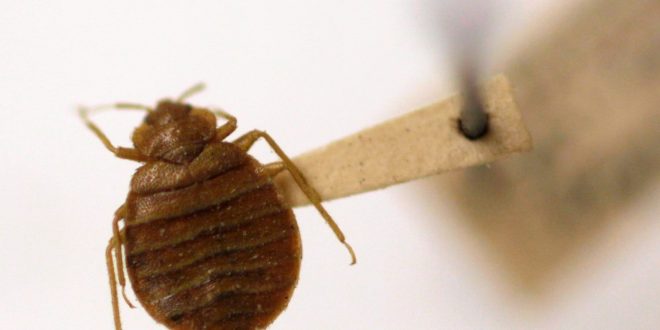 Can Paris outrun bedbugs before the 2024 Olympic Games?