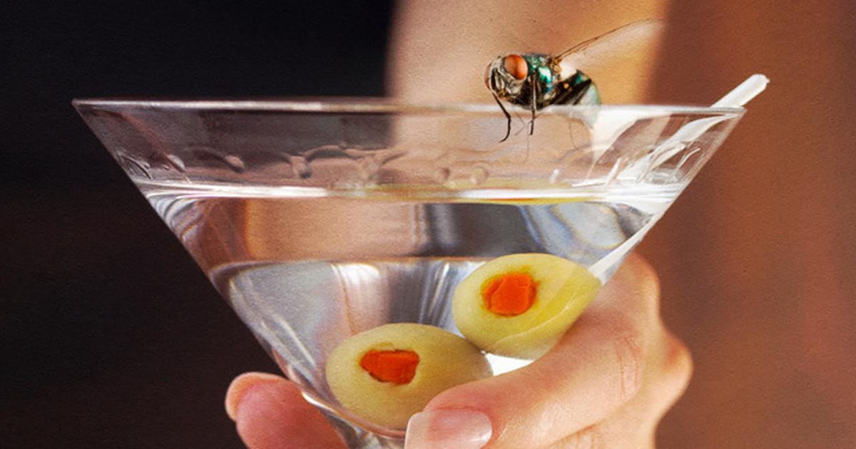 Do fruit flies use alcohol to cope with sexual rejection?