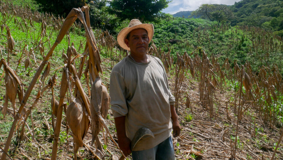 El Ni񯧳 Impact on Central America's Small Farmers Is Becoming More Intense