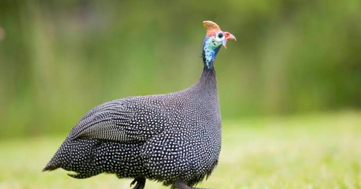 Here's why guinea fowls make great security guards