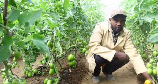 Innovative Financial Services Transform Agricultural Entrepreneurship in Africa