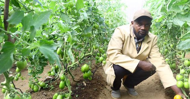 Innovative Financial Services Transform Agricultural Entrepreneurship in Africa