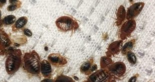 Since bed bugs are currently taking over Paris, how deadly are they?