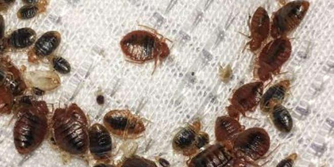 Since bed bugs are currently taking over Paris, how deadly are they?