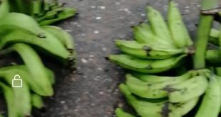 Woman flogged for allegedly stealing three bunches of plantain in Akwa Ibom