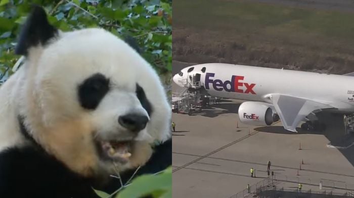 3 Giant Pandas Head Back To China As Tensions Mount, 'Panda Diplomacy' Comes To An End