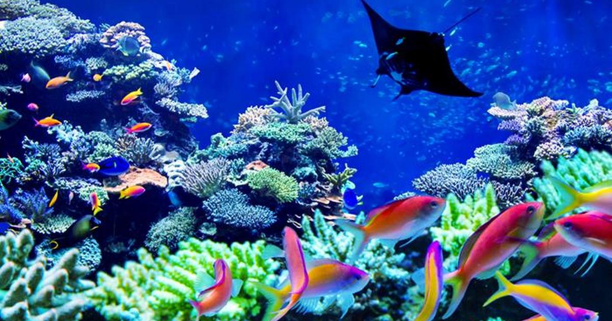 5 of the most beautiful coral reefs in the world