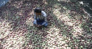 Kashmir's Apple Industry Faces Dire Threats as Climate Change Takes its Toll