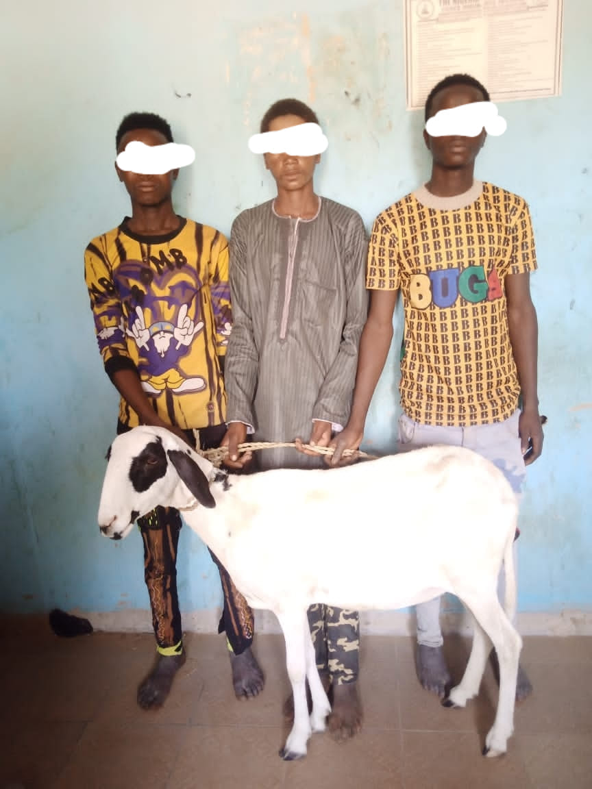 Three suspects arrested for stealing sheep in Jigawa