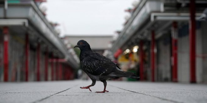 A Tokyo Taxi Driver Is Charged With Running Down a Pigeon