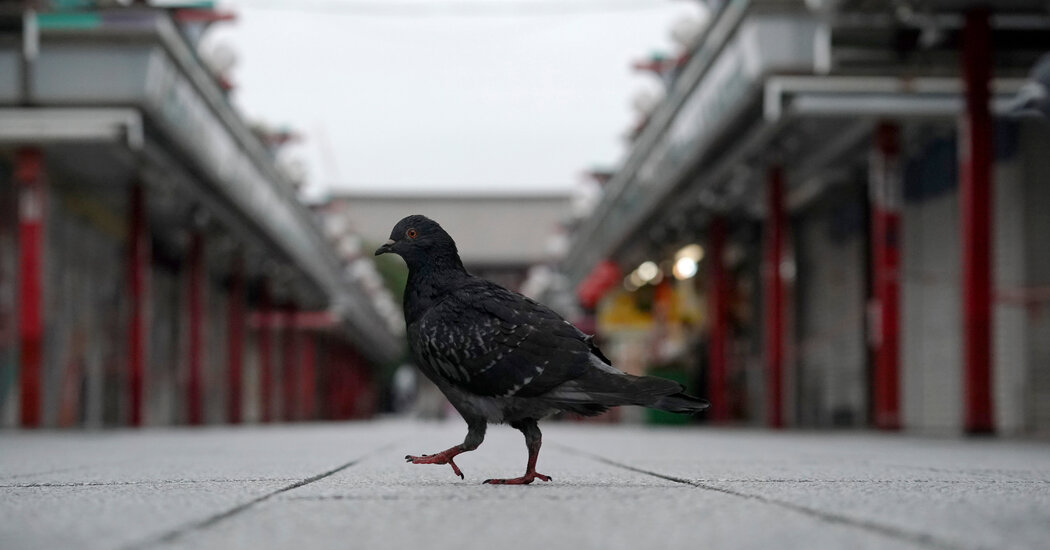 A Tokyo Taxi Driver Is Charged With Running Down a Pigeon