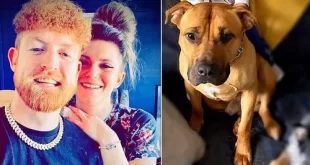 Man to appeal as court rules that his dog should be k!lled after it bit him while he was having s3x with girlfriend