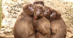 Monkeys, nature's playful wonders, are battling for survival