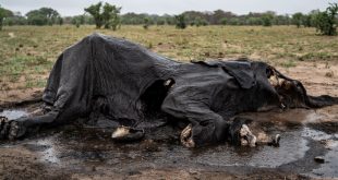 Photos: Heartbreak in Zimbabwe park – Elephants’ desperate hunt for water