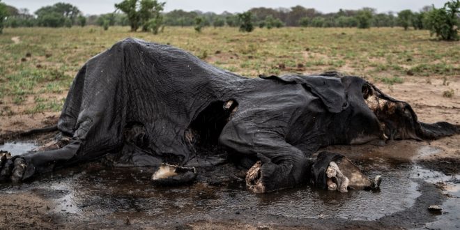 Photos: Heartbreak in Zimbabwe park – Elephants’ desperate hunt for water
