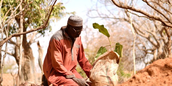 Yacouba Sawadogo, African Farmer Who Held Back the Desert, Dies at 77