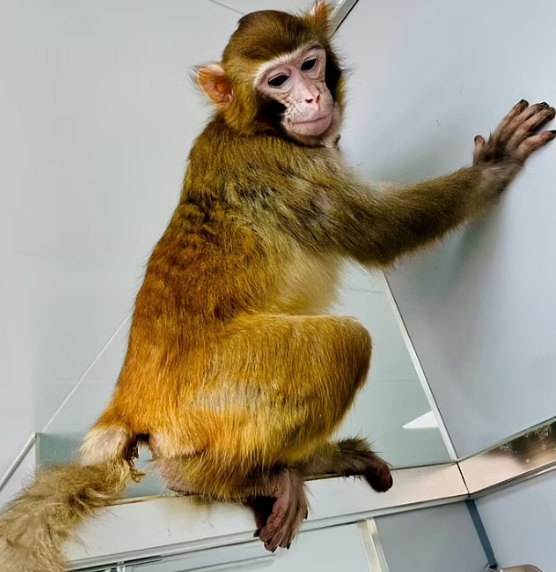 Chinese scientists successfully clone a rhesus monkey for the first time