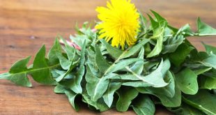Dandelion Leaves; Effective Way Of Battling Breast Cancer | The Guardian Nigeria News - Nigeria and World News
