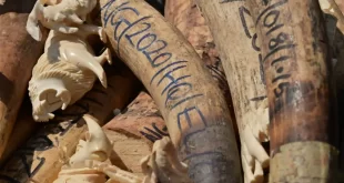 FG warns against illegal wildlife trafficking as it destroys $9.9BN worth of Ivory
