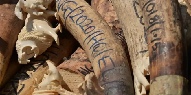 FG warns against illegal wildlife trafficking as it destroys $9.9BN worth of Ivory