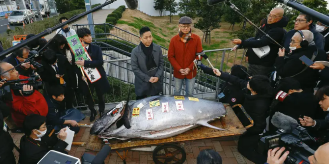 Massive Tuna Fish is sold for almost $800,000 at Tokyo auction