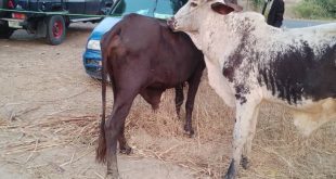 NSCDC arrests three suspected cattle rustlers in Jigawa, recovers two cows, vehicle, machetes, and axe