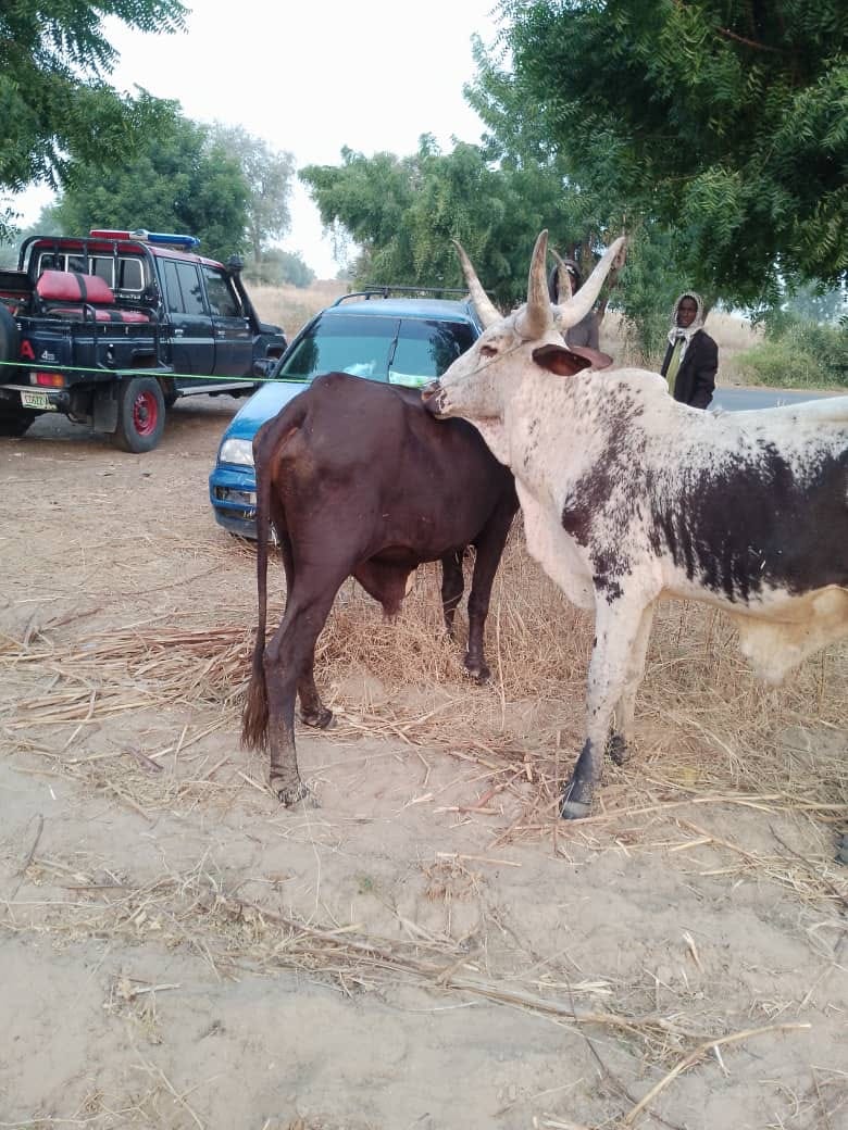 NSCDC arrests three suspected cattle rustlers in Jigawa, recovers two cows, vehicle, machetes, and axe
