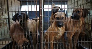 South Korea passes bill to ban consumption�of�dog�meat
