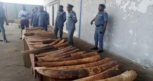Cross River Customs intercept elephant tusks worth N300m