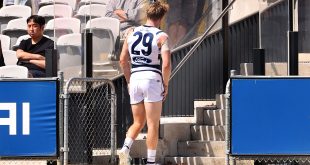 LIVE: Cats star's return in doubt after limping off
