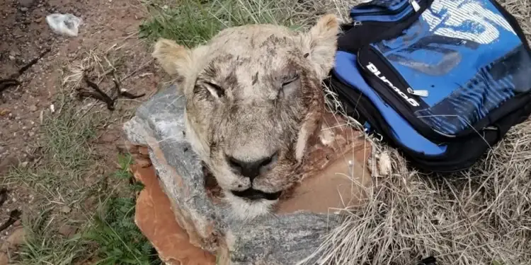 Man arrested after being nabbed with five lion heads