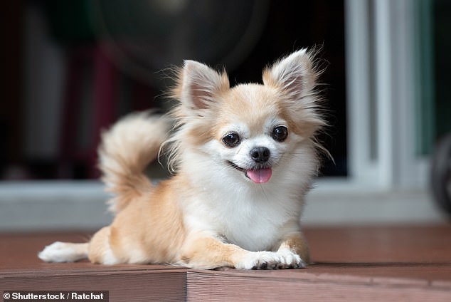Man hospitalised after catching a rare bug from his�pet�Chihuahua