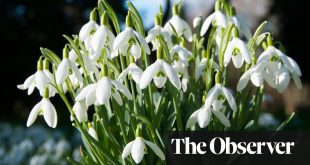 Spring flowers: 10 of the best places in the UK to see them bloom