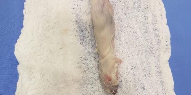 Whole mouse dug out of patient